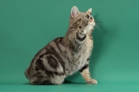 Picture of Silver Classic Tabby Manx cat, one leg up