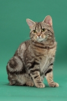Picture of Silver Classic Tabby Manx cat, sitting down