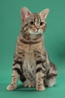 Picture of Silver Classic Tabby Manx cat, sitting down