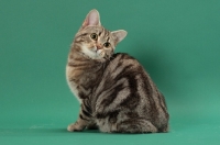 Picture of Silver Classic Tabby Manx cat, back view