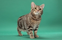 Picture of Silver Classic Tabby Manx cat on green background