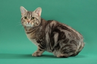Picture of Silver Classic Tabby Manx cat, Faerietail Grace Hanadarko