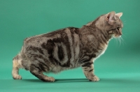 Picture of Silver Classic Tabby Manx cat, side view