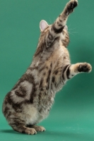 Picture of Silver Classic Tabby Manx cat standing on hind legs
