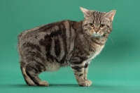 Picture of Silver Classic Tabby Manx cat, side view