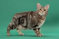 Picture of Silver Classic Tabby Manx cat