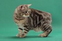 Picture of Silver Classic Tabby Manx cat