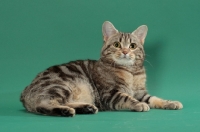 Picture of Silver Classic Tabby Manx cat