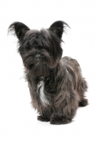 Picture of silver coloured Skye Terrier in studio