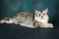 Picture of silver coloured somali cat lying down