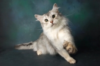 Picture of silver coloured somali cat reaching out