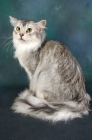 Picture of silver coloured somali cat
