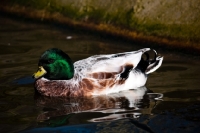Picture of silver drake Call duck swimming