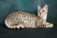 Picture of silver egyptian mau looking away