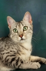 Picture of silver egyptian mau portrait