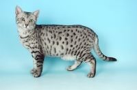 Picture of silver egyptian mau side view