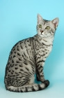 Picture of silver egyptian mau sitting on blue background