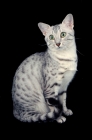 Picture of silver egyptian mau sitting