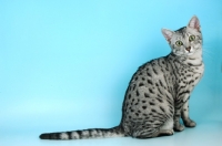 Picture of silver egyptian mau sitting