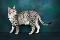 Picture of silver egyptian mau standing in studio