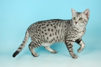 Picture of silver egyptian mau walking