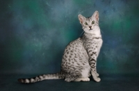 Picture of silver egyptian mau