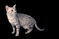 Picture of silver egyptian mau