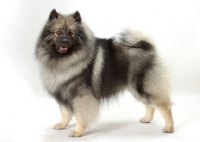 Picture of Silver Grey Australian Champion Keeshond