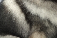 Picture of Silver Grey Australian Champion Keeshond coat