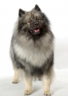 Picture of Silver Grey Australian Champion Keeshond, in studio