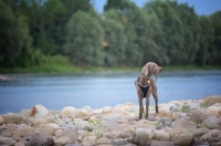 Picture of Silver hungarian vizsla standing on a river shore