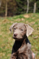 Picture of silver Labrador puppy, portrait (rare colour)