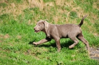 Picture of silver Labrador puppy (rare colour)
