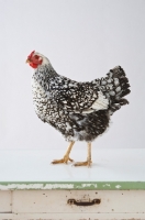 Picture of Silver Laced Wyandotte chicken on table