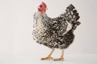 Picture of Silver Laced Wyandotte chicken in studio