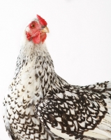 Picture of Silver Laced Wyandotte chicken chicken portrait