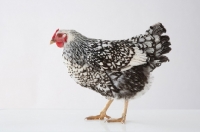 Picture of Silver Laced Wyandotte chicken