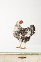 Picture of Silver Laced Wyandotte chicken chicken