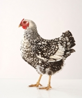 Picture of Silver Laced Wyandotte chicken, side view