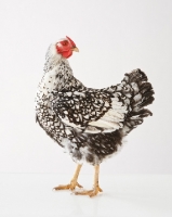 Picture of Silver Laced Wyandotte chicken