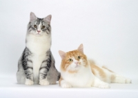 Picture of Silver Mackerel Tabby & White and Red Mackerel Tabby & White Siberians
