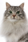 Picture of Silver Mackerel Tabby & White Norwegian Forest cat