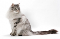 Picture of Silver Mackerel Tabby & White Norwegian Forest cat, sitting down