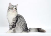 Picture of Silver Mackerel Tabby & White Siberian