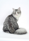 Picture of Silver Mackerel Tabby & White Siberian, back view