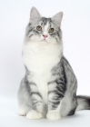 Picture of Silver Mackerel Tabby & White Siberian, front view