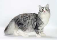 Picture of Silver Mackerel Tabby & White Siberian, side view