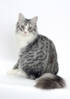 Picture of Silver Mackerel Tabby & White Siberian