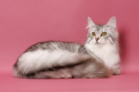 Picture of Silver Mackerel Tabby & White Maine Coon, lying down