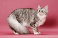 Picture of Silver Mackerel Tabby & White Maine Coon